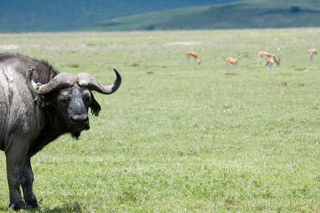 Ngorongoro buffalo00.jpg - African Buffalo (Syncerus caffer), Tanzania March 2006